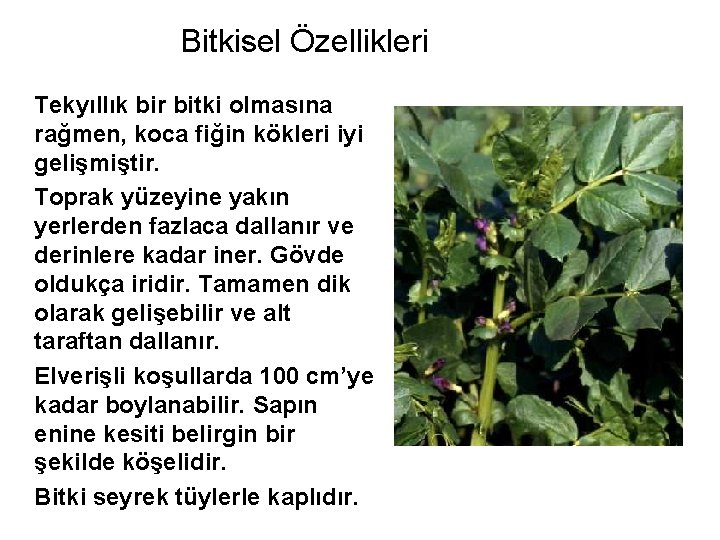 Bitkisel Özellikleri Tekyıllık bir bitki olmasına rağmen, koca fiğin kökleri iyi gelişmiştir. Toprak yüzeyine