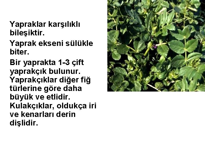 Yapraklar karşılıklı bileşiktir. Yaprak ekseni sülükle biter. Bir yaprakta 1 -3 çift yaprakçık bulunur.