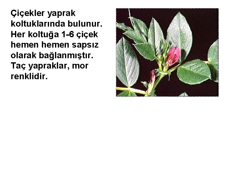 Çiçekler yaprak koltuklarında bulunur. Her koltuğa 1 -6 çiçek hemen sapsız olarak bağlanmıştır. Taç