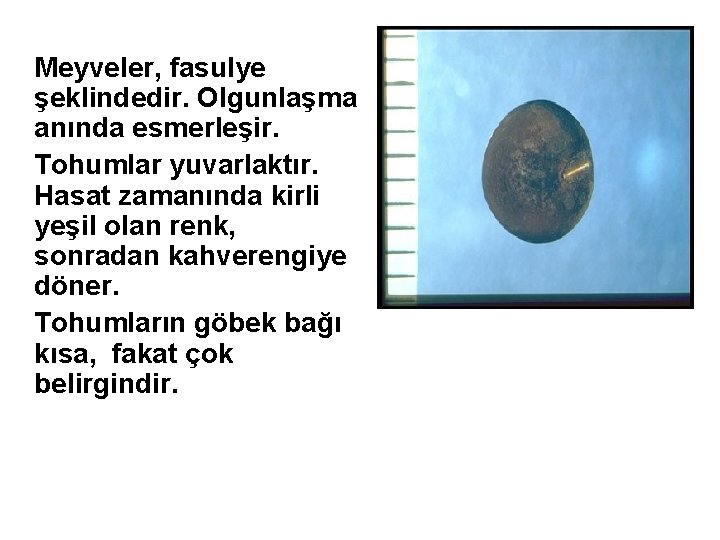 Meyveler, fasulye şeklindedir. Olgunlaşma anında esmerleşir. Tohumlar yuvarlaktır. Hasat zamanında kirli yeşil olan renk,