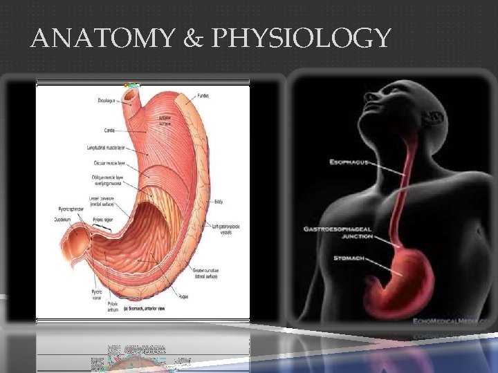 ANATOMY & PHYSIOLOGY 