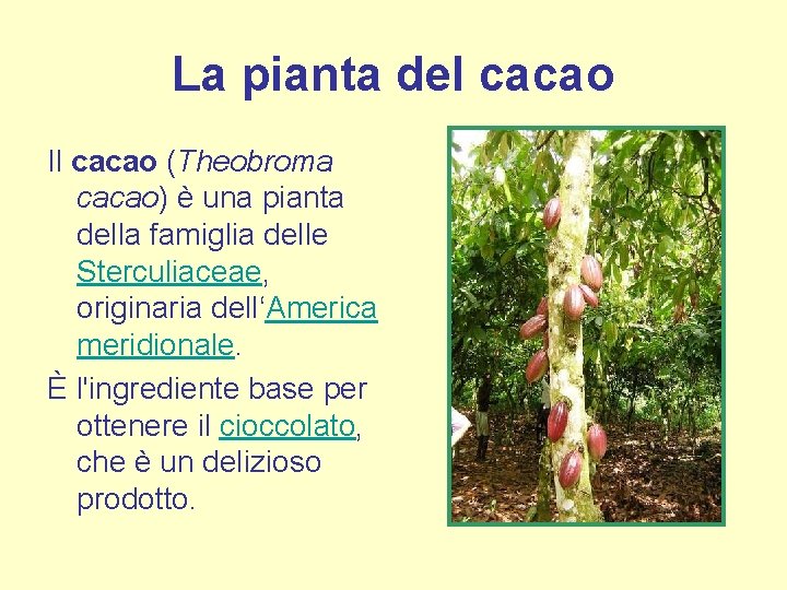 La pianta del cacao Il cacao (Theobroma cacao) è una pianta della famiglia delle