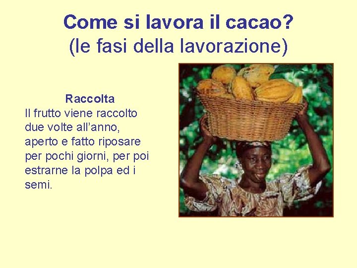 Come si lavora il cacao? (le fasi della lavorazione) Raccolta Il frutto viene raccolto