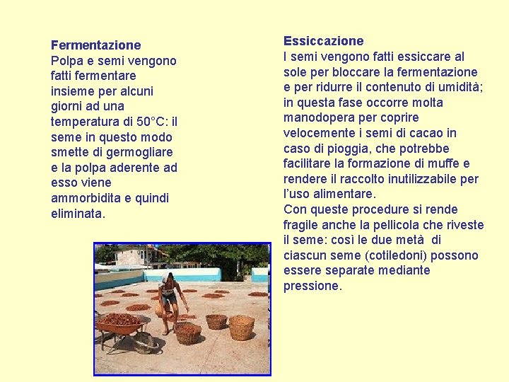 Fermentazione Polpa e semi vengono fatti fermentare insieme per alcuni giorni ad una temperatura