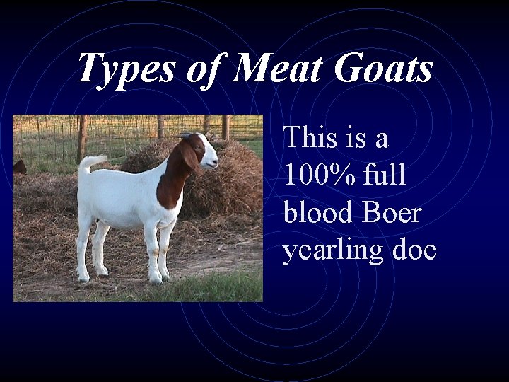 Types of Meat Goats This is a 100% full blood Boer yearling doe 