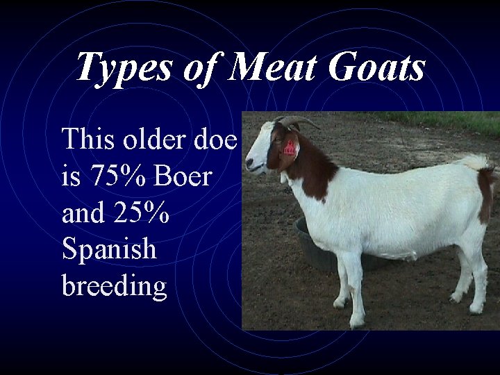 Types of Meat Goats This older doe is 75% Boer and 25% Spanish breeding