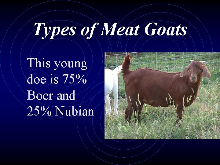 Types of Meat Goats This young doe is 75% Boer and 25% Nubian 