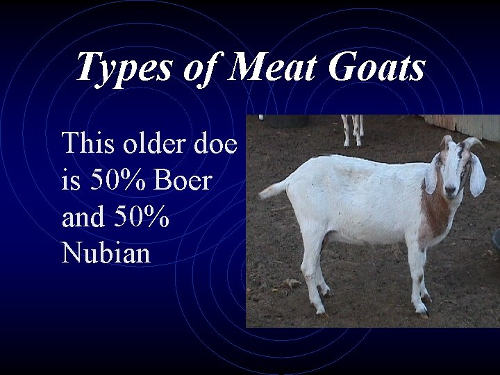 Types of Meat Goats This older doe is 50% Boer and 50% Nubian 