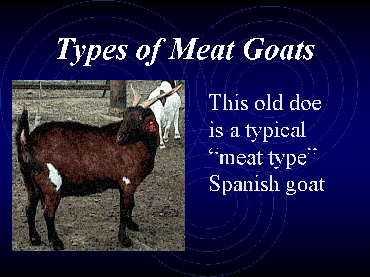 Types of Meat Goats This old doe is a typical “meat type” Spanish goat