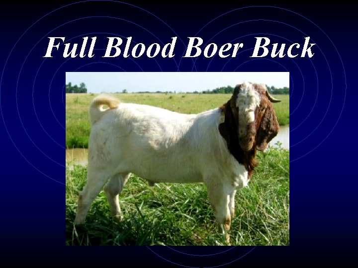 Full Blood Boer Buck 