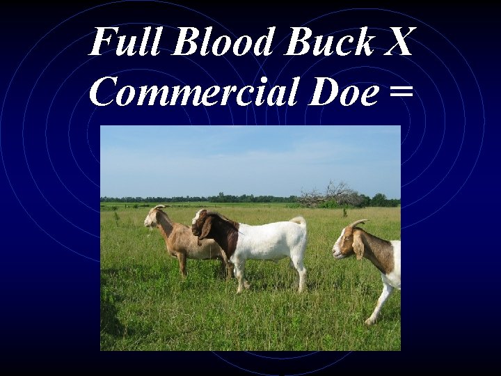 Full Blood Buck X Commercial Doe = 