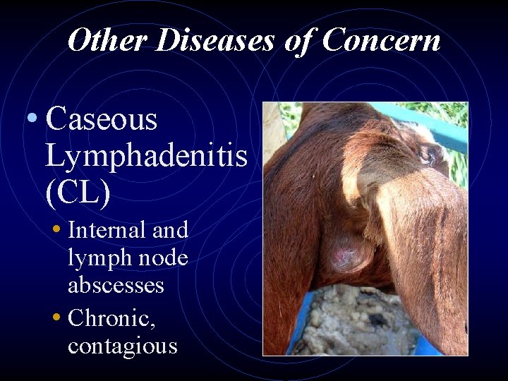 Other Diseases of Concern • Caseous Lymphadenitis (CL) • Internal and lymph node abscesses