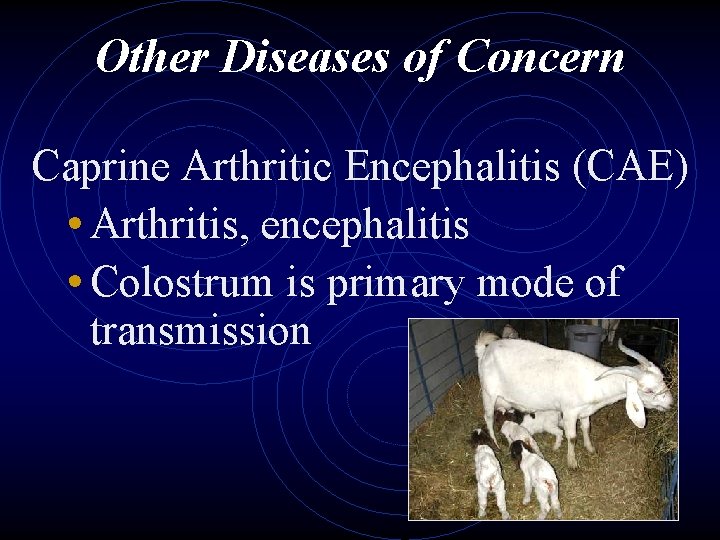 Other Diseases of Concern Caprine Arthritic Encephalitis (CAE) • Arthritis, encephalitis • Colostrum is