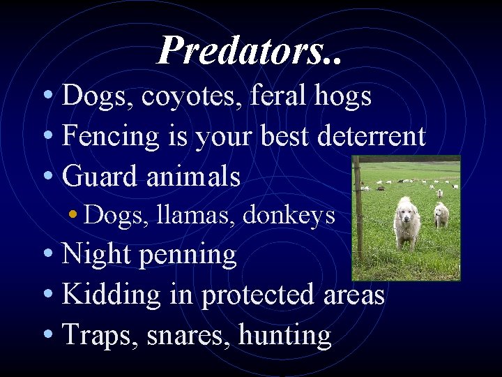 Predators. . • Dogs, coyotes, feral hogs • Fencing is your best deterrent •