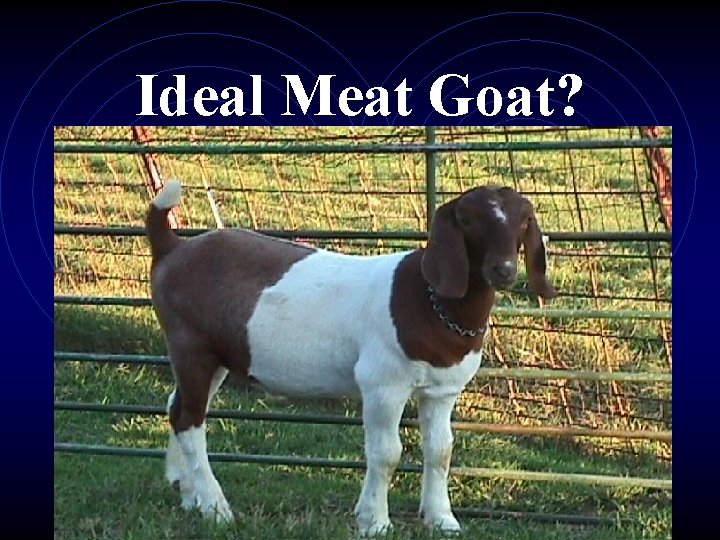 Ideal Meat Goat? 