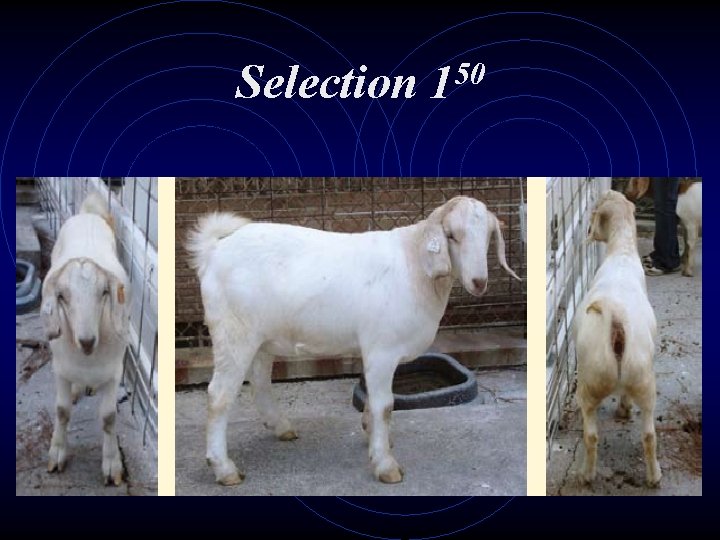 Selection 50 1 