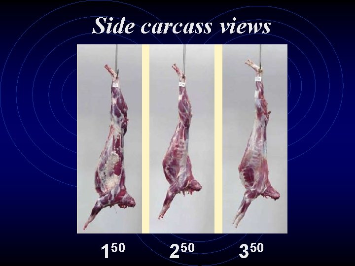 Side carcass views 150 250 350 