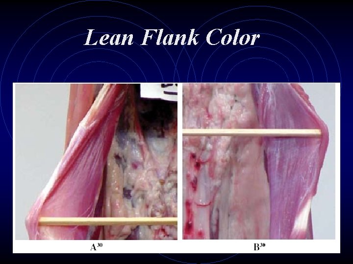 Lean Flank Color 