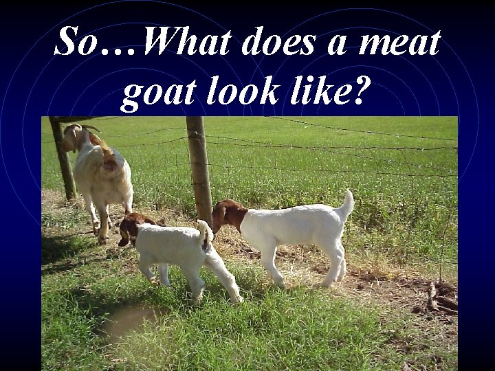 So…What does a meat goat look like? 