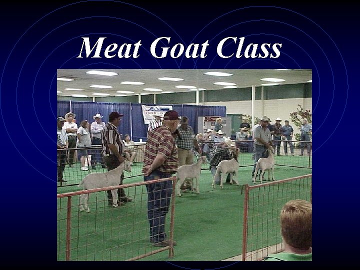 Meat Goat Class 