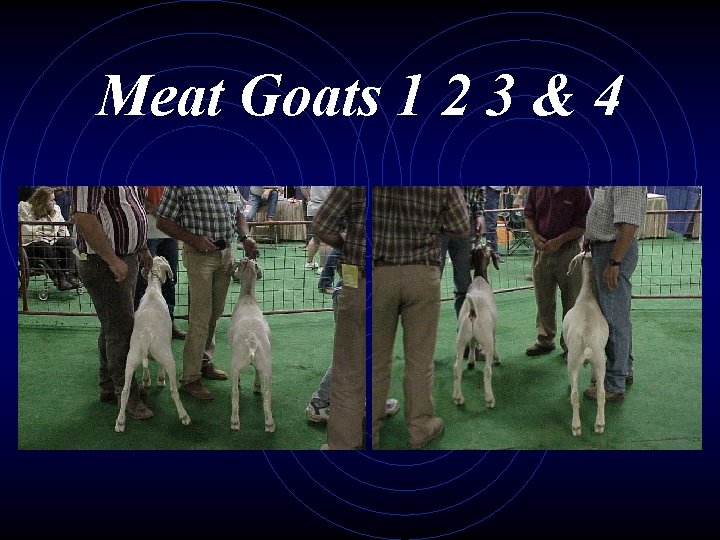 Meat Goats 1 2 3 & 4 