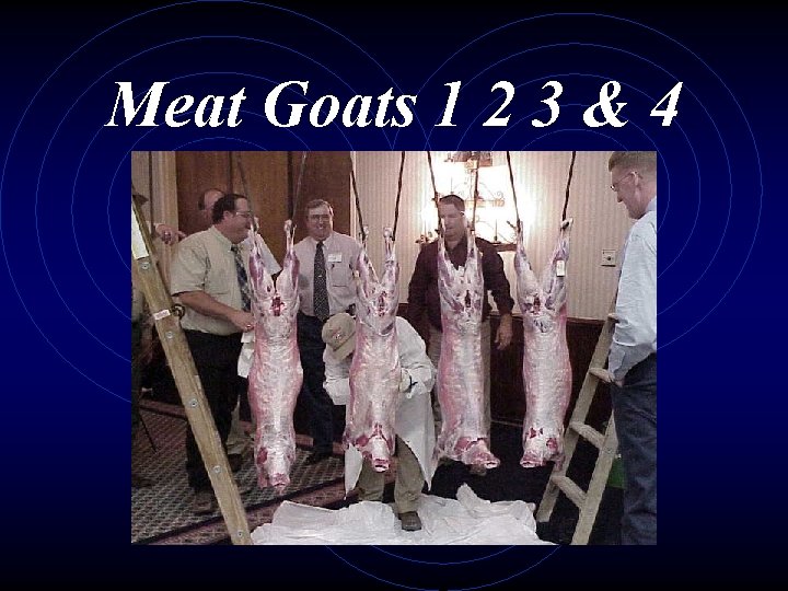 Meat Goats 1 2 3 & 4 