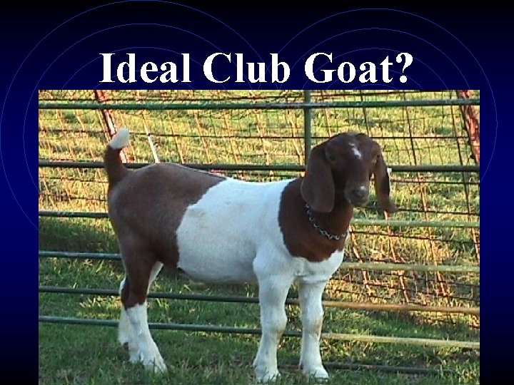 Ideal Club Goat? 