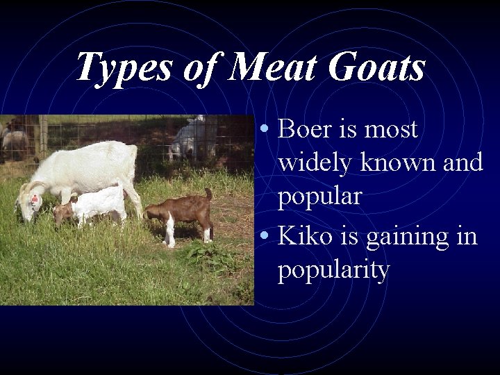Types of Meat Goats • Boer is most widely known and popular • Kiko