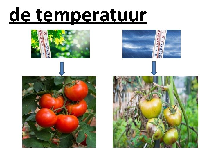 de temperatuur Wat is het hier prachtig! Dat vind ik ook! 