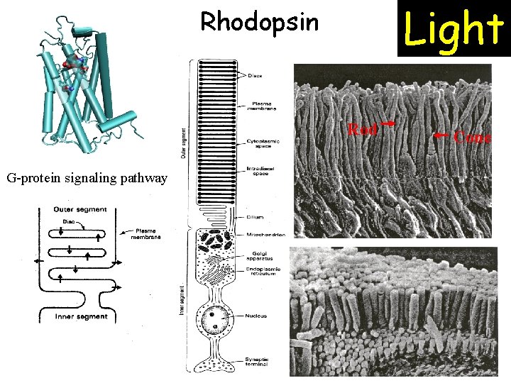 Light Rhodopsin Rod G-protein signaling pathway Cone 