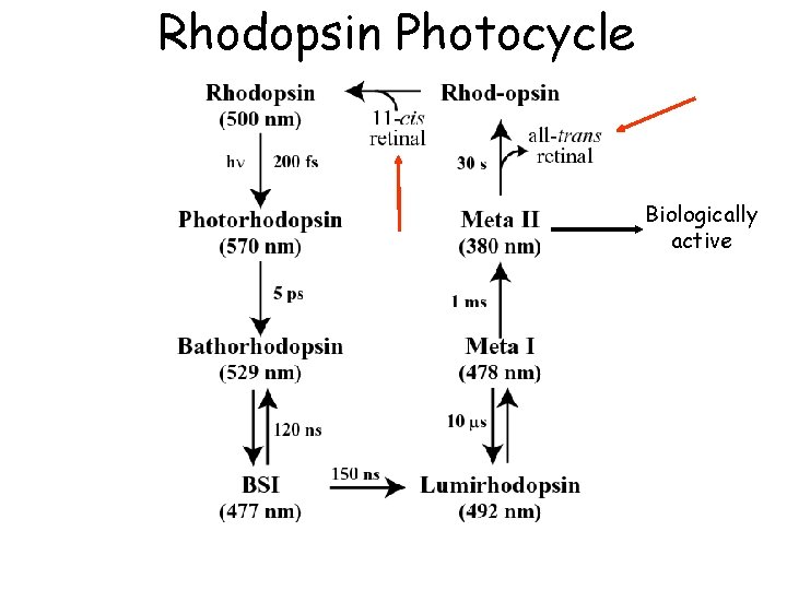 Rhodopsin Photocycle Biologically active 