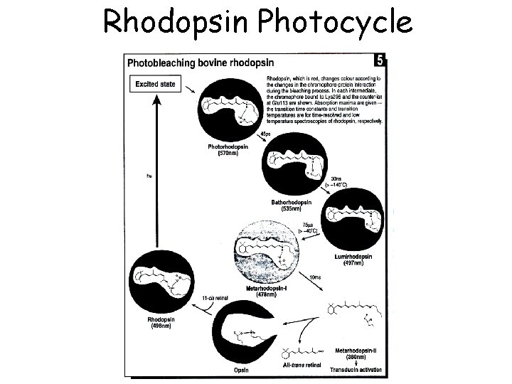 Rhodopsin Photocycle 