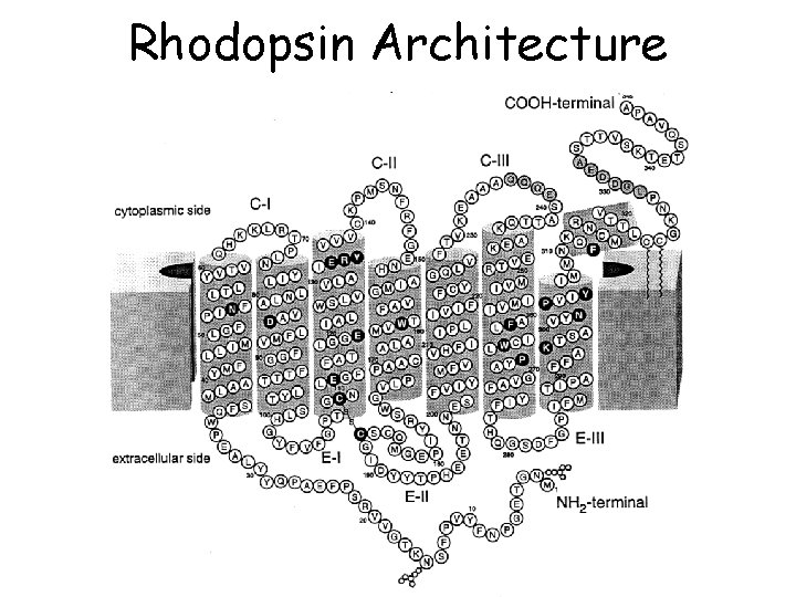 Rhodopsin Architecture 