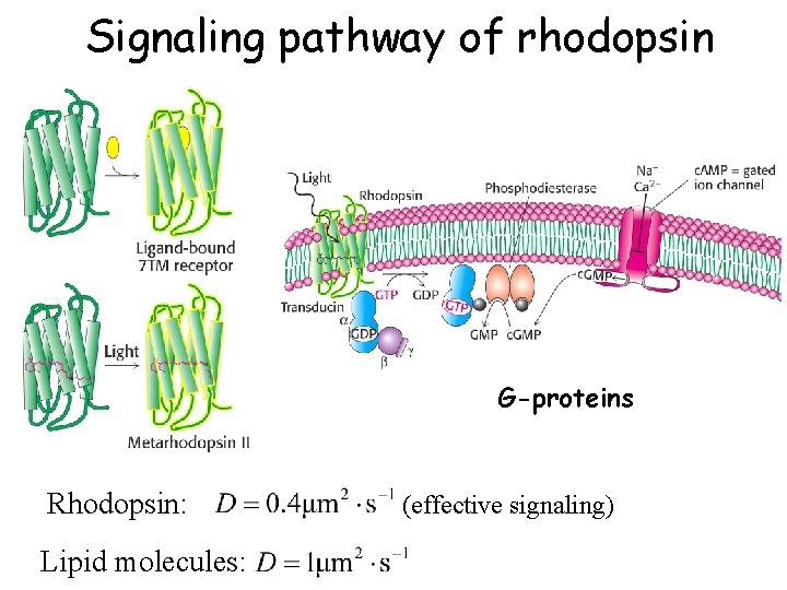 Signaling pathway of rhodopsin G-proteins Rhodopsin: Lipid molecules: (effective signaling) 