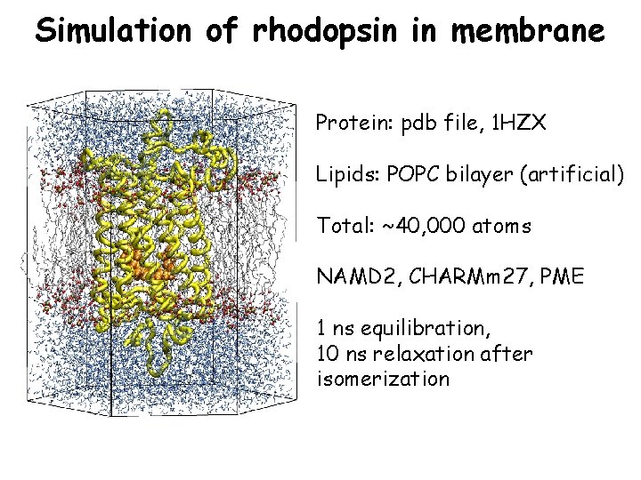 Simulation of rhodopsin in membrane Protein: pdb file, 1 HZX Lipids: POPC bilayer (artificial)