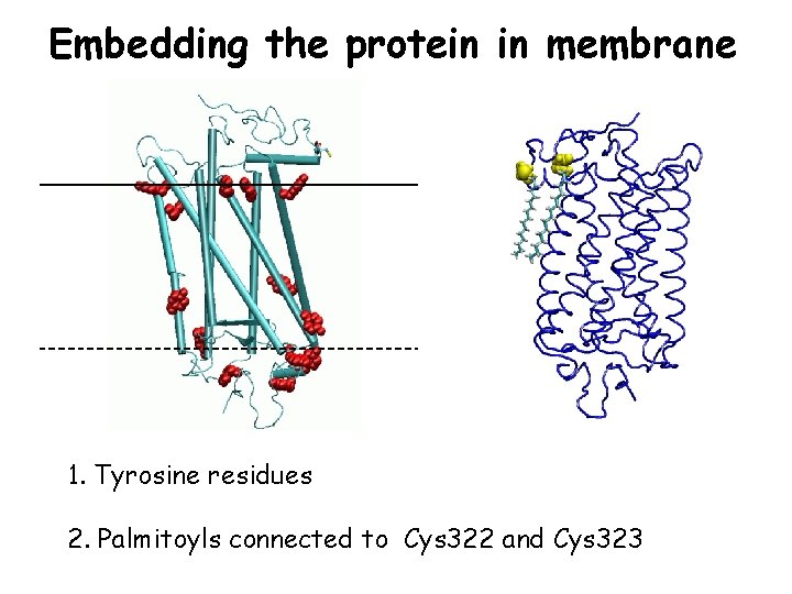 Embedding the protein in membrane 1. Tyrosine residues 2. Palmitoyls connected to Cys 322