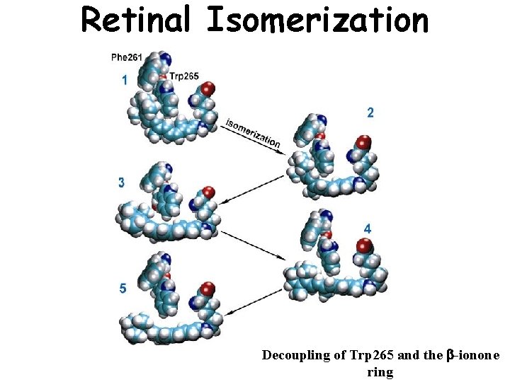 Retinal Isomerization Decoupling of Trp 265 and the b-ionone ring 