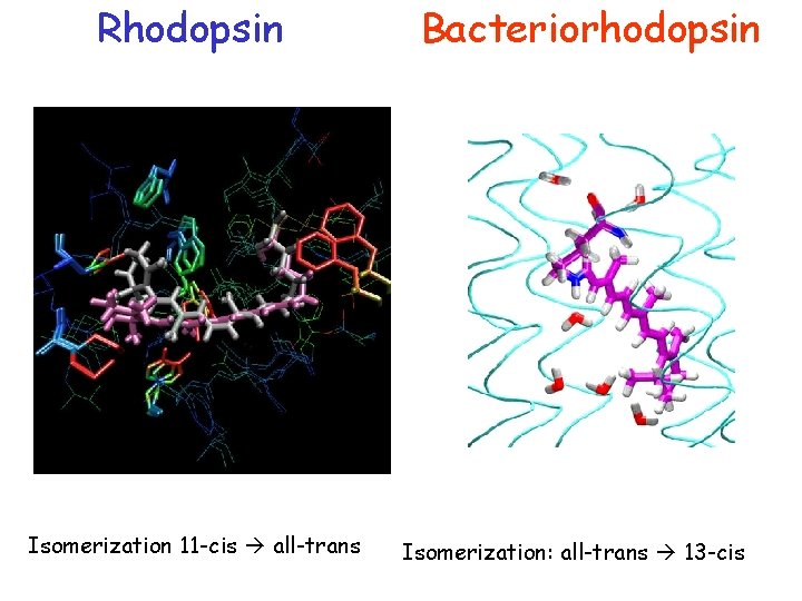 Rhodopsin Isomerization 11 -cis all-trans Bacteriorhodopsin Isomerization: all-trans 13 -cis 