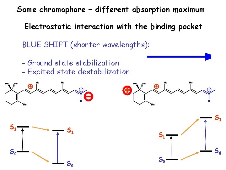 Same chromophore – different absorption maximum Electrostatic interaction with the binding pocket BLUE SHIFT