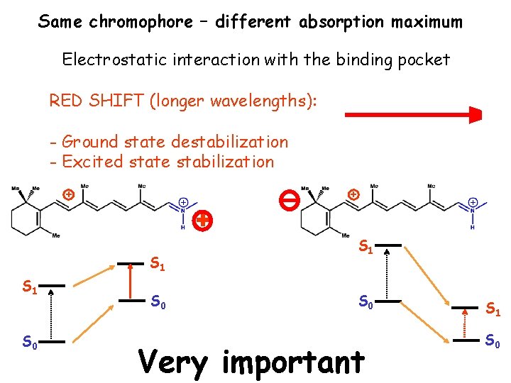 Same chromophore – different absorption maximum Electrostatic interaction with the binding pocket RED SHIFT