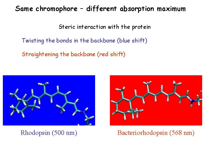 Same chromophore – different absorption maximum Steric interaction with the protein Twisting the bonds