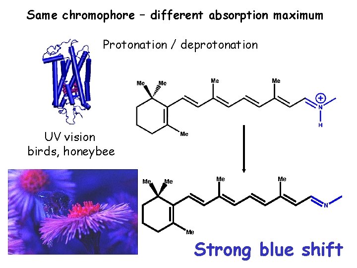 Same chromophore – different absorption maximum Protonation / deprotonation UV vision birds, honeybee Me