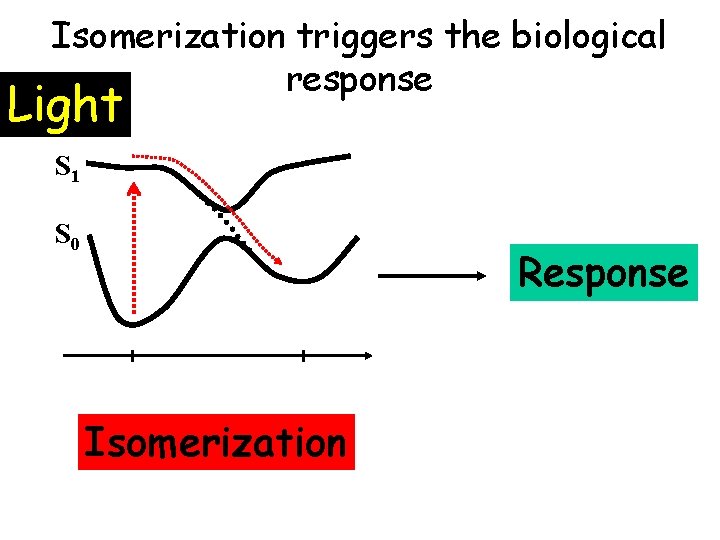 Isomerization triggers the biological response Light S 1 S 0 Response Isomerization 