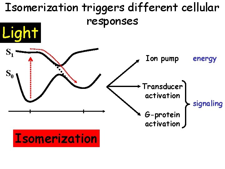 Isomerization triggers different cellular responses Light S 1 Ion pump energy S 0 Transducer