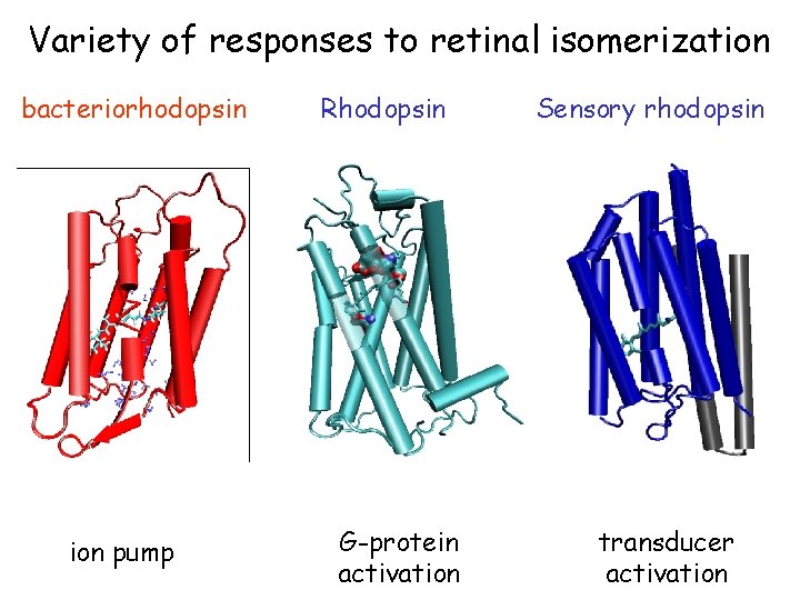 Variety of responses to retinal isomerization bacteriorhodopsin ion pump Rhodopsin G-protein activation Sensory rhodopsin