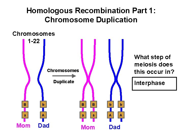 Homologous Recombination Part 1: Chromosome Duplication Chromosomes 1 -22 What step of meiosis does