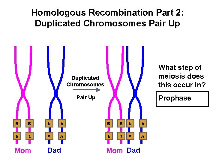 Homologous Recombination Part 2: Duplicated Chromosomes Pair Up What step of meiosis does this