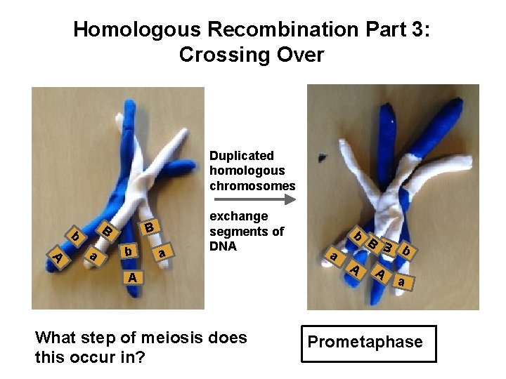 Homologous Recombination Part 3: Crossing Over Duplicated homologous chromosomes B b A a B