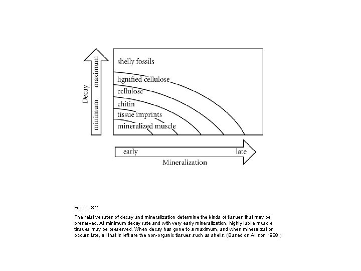 Figure 3. 2 The relative rates of decay and mineralization determine the kinds of