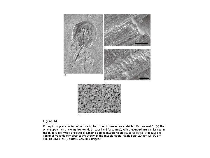 Figure 3. 4 Exceptional preservation of muscle in the Jurassic horseshoe crab Mesolimulus walchi: